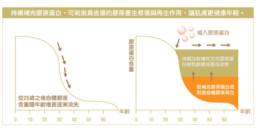 持續補充膠原蛋白，可刺激真皮層的膠原產生修復與再生作用，讓肌膚更健康年輕